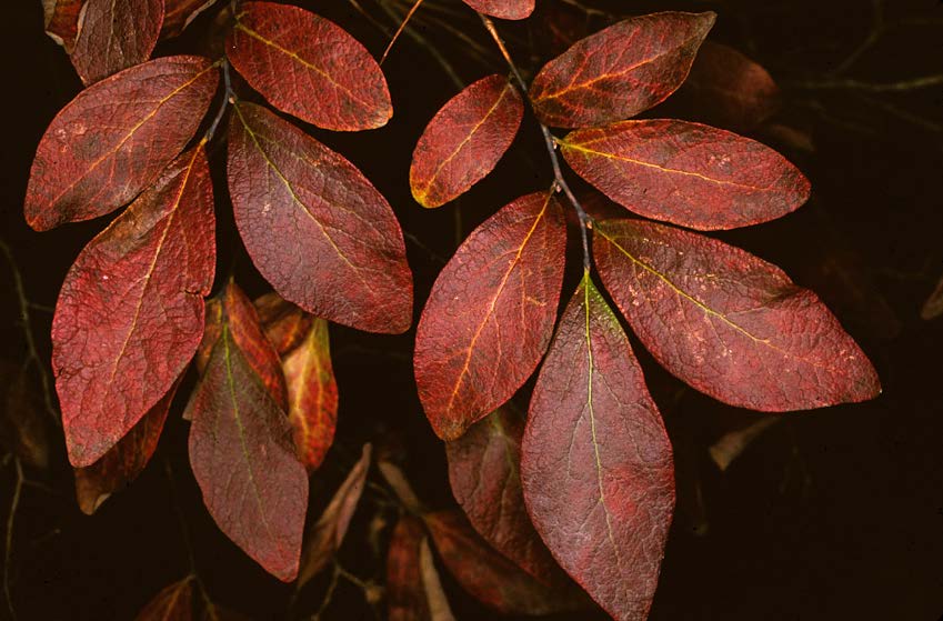 fall tree