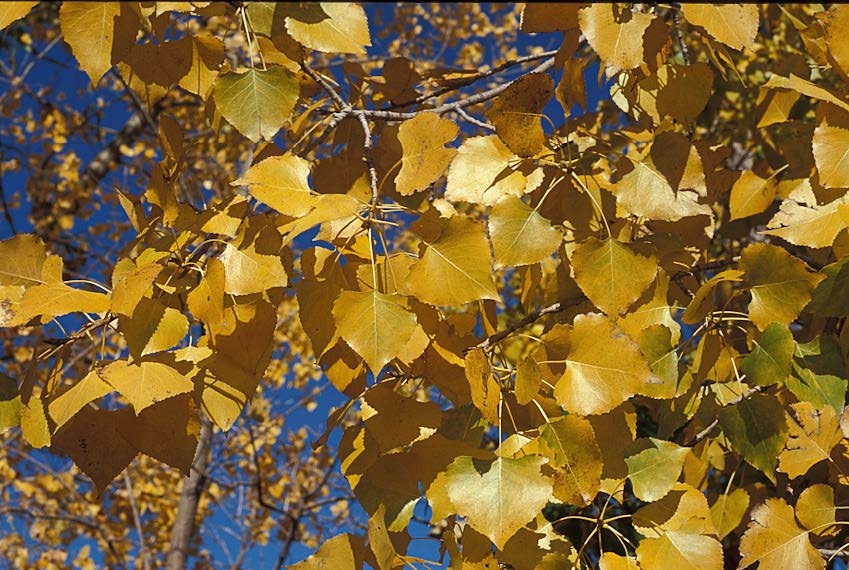 fall tree