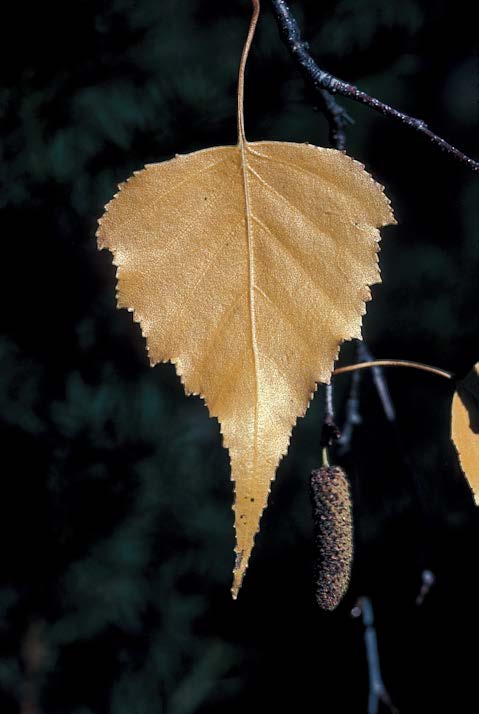 fall tree