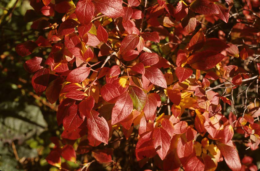 fall tree