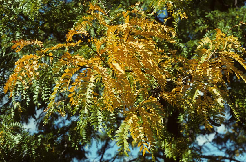 fall tree