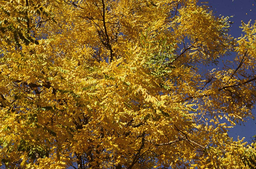 fall tree