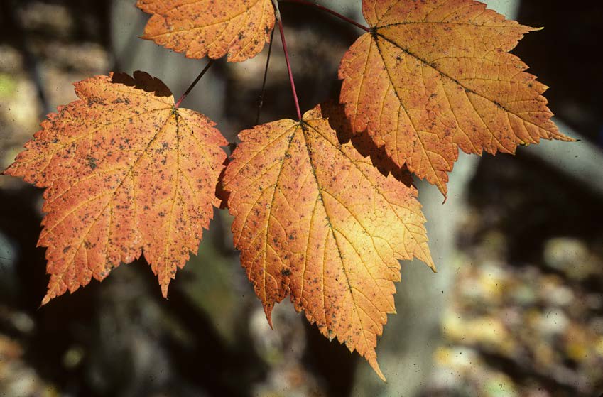 fall tree