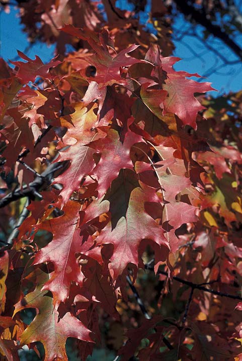 fall tree