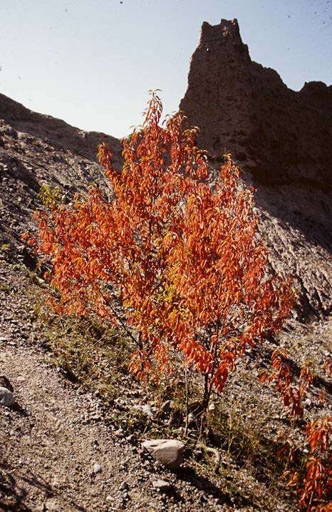 fall tree