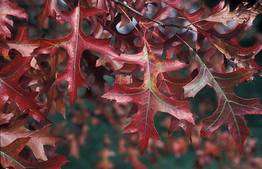 fall tree