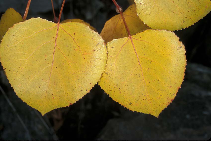 fall tree