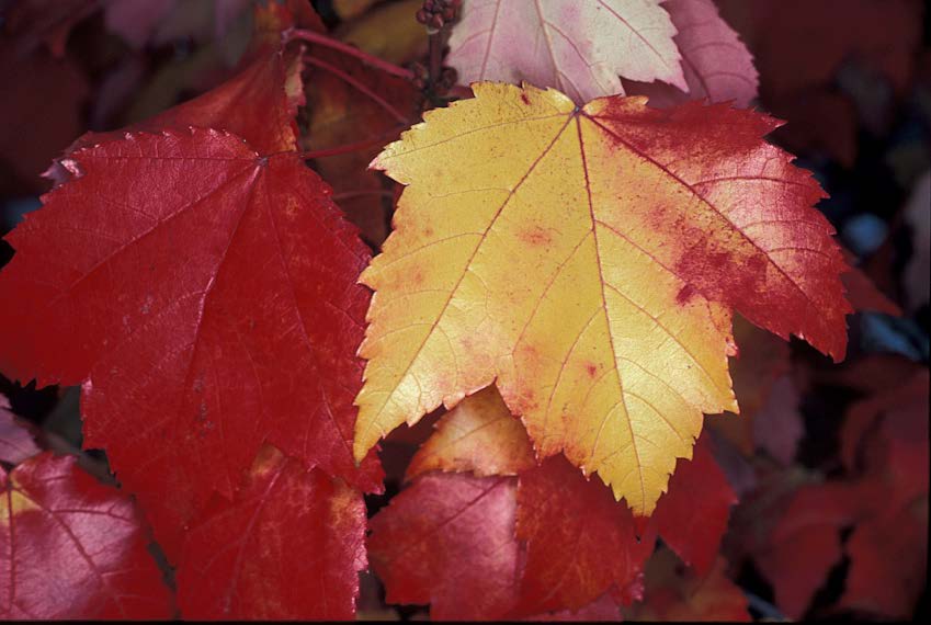 fall tree
