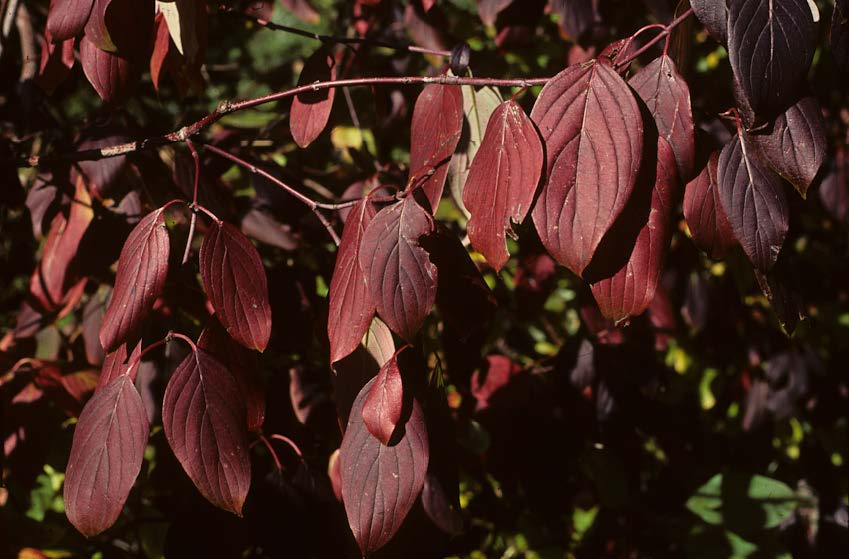 fall tree