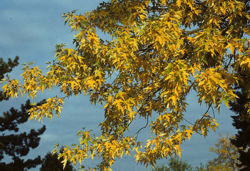 fall tree