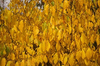 fall tree