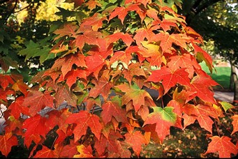 fall tree