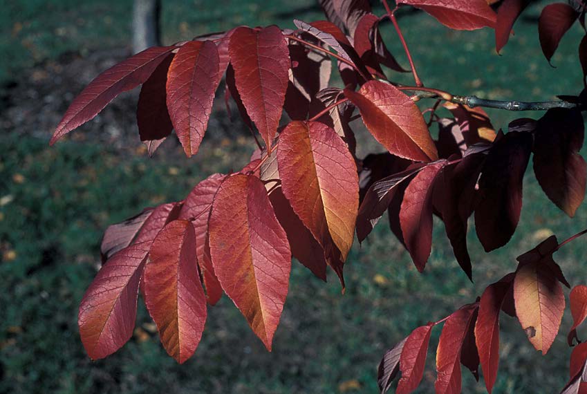 fall tree