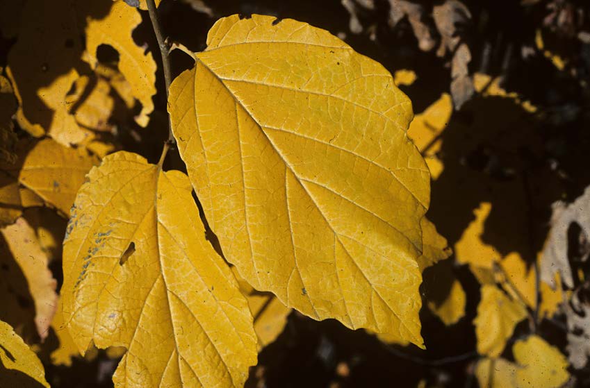 fall tree