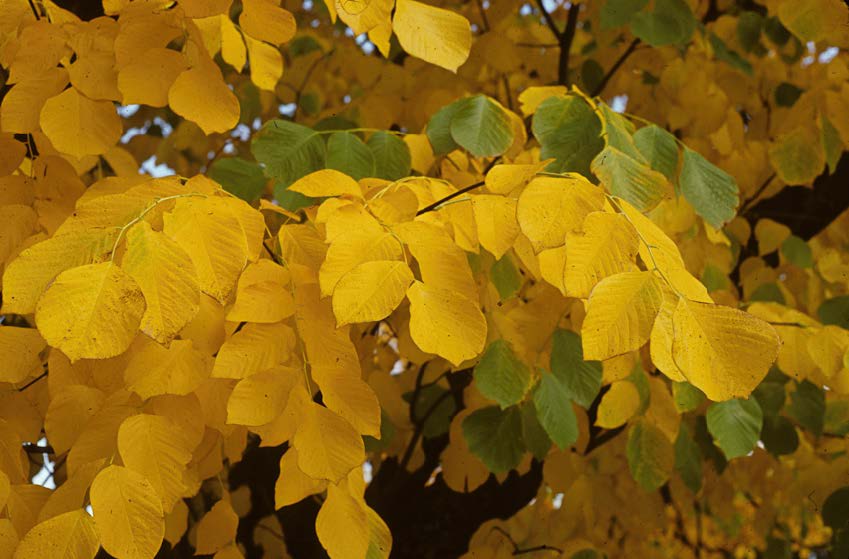 fall tree