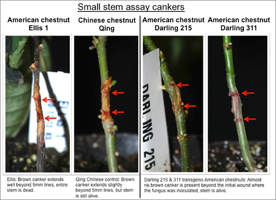 small stem assay crankers
