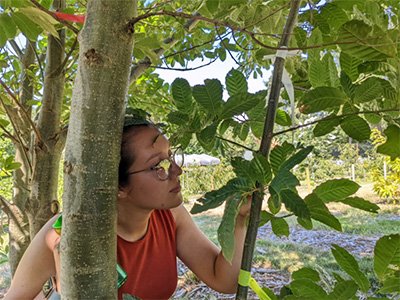 a girl looking at leaves on a chestnut tree