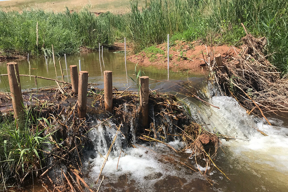 Beaver dam