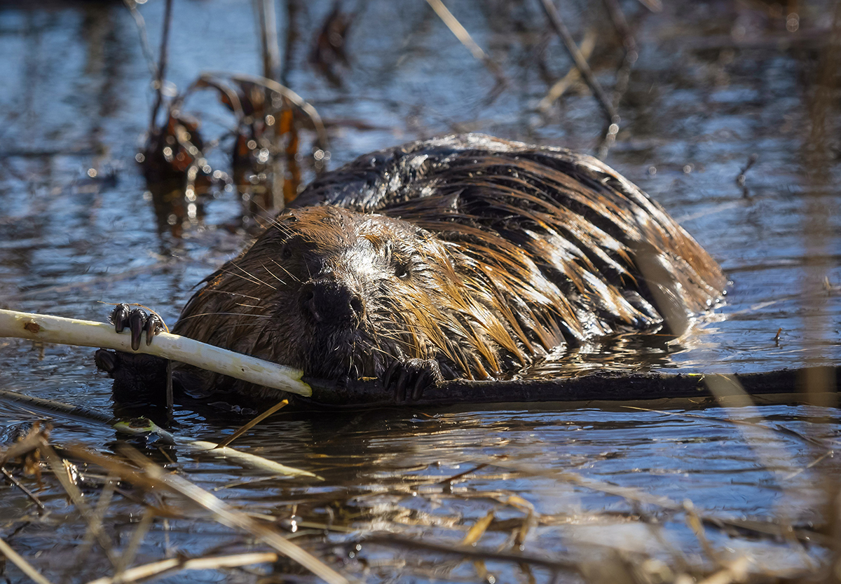 A beaver collects material for a dam