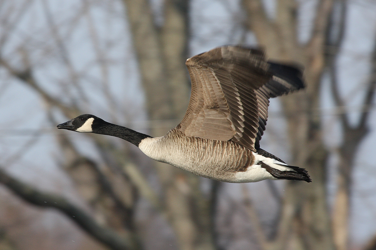 A bird flying