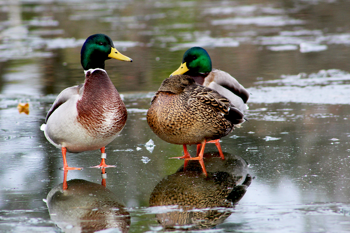 Three mallards