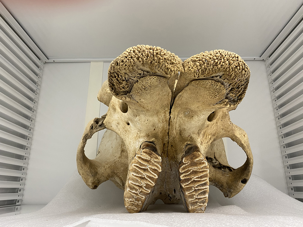 Female elephant skull donated to the Roosevelt Wild Life Collection by Larry and Janet Clingerman