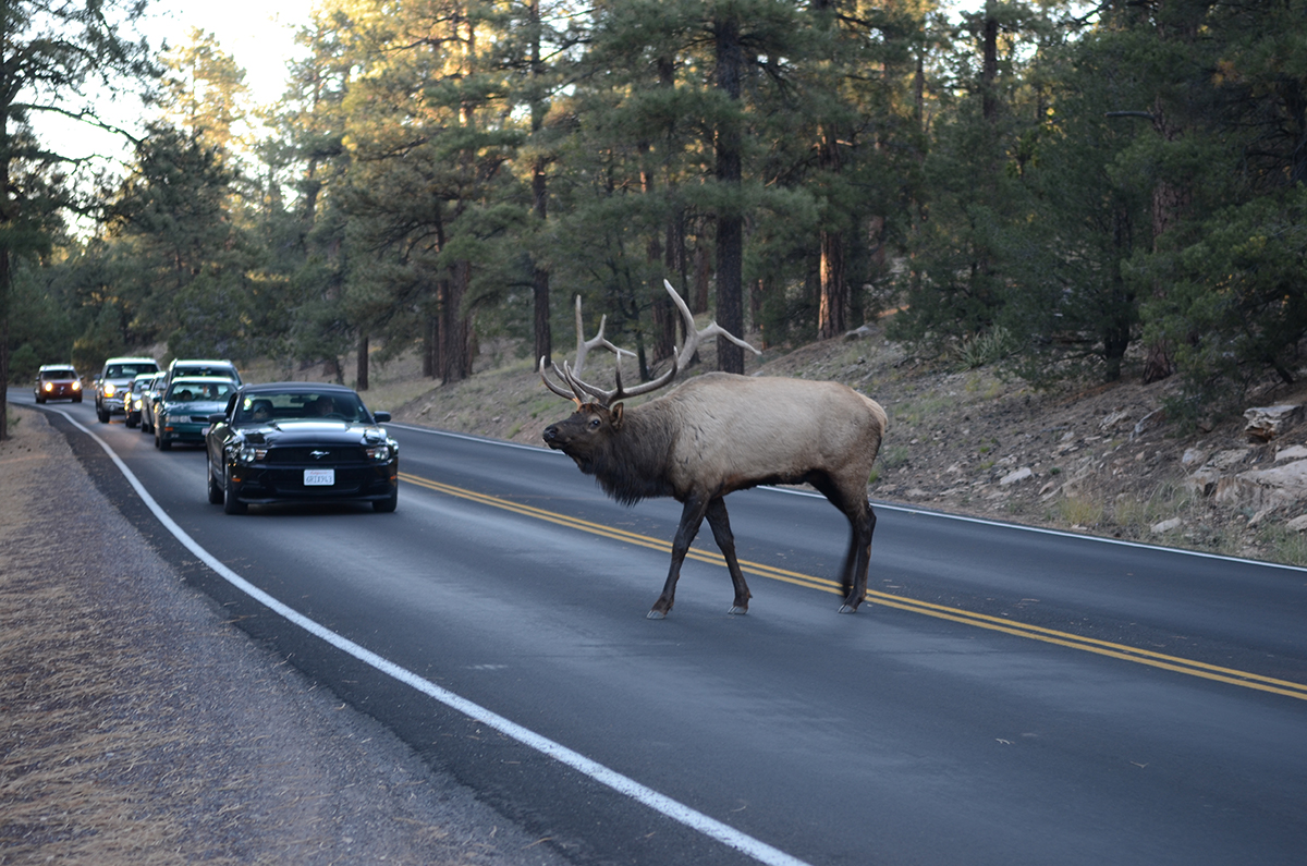 An elk crossing the road while cars wait.