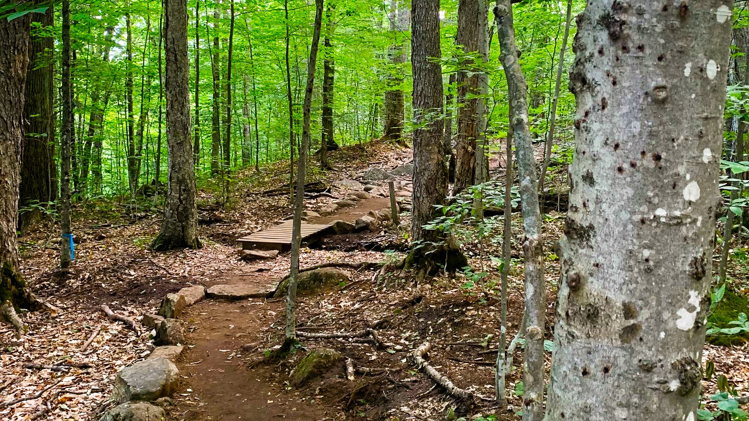 A trail at ESF's Adirondack Interpretive Center.