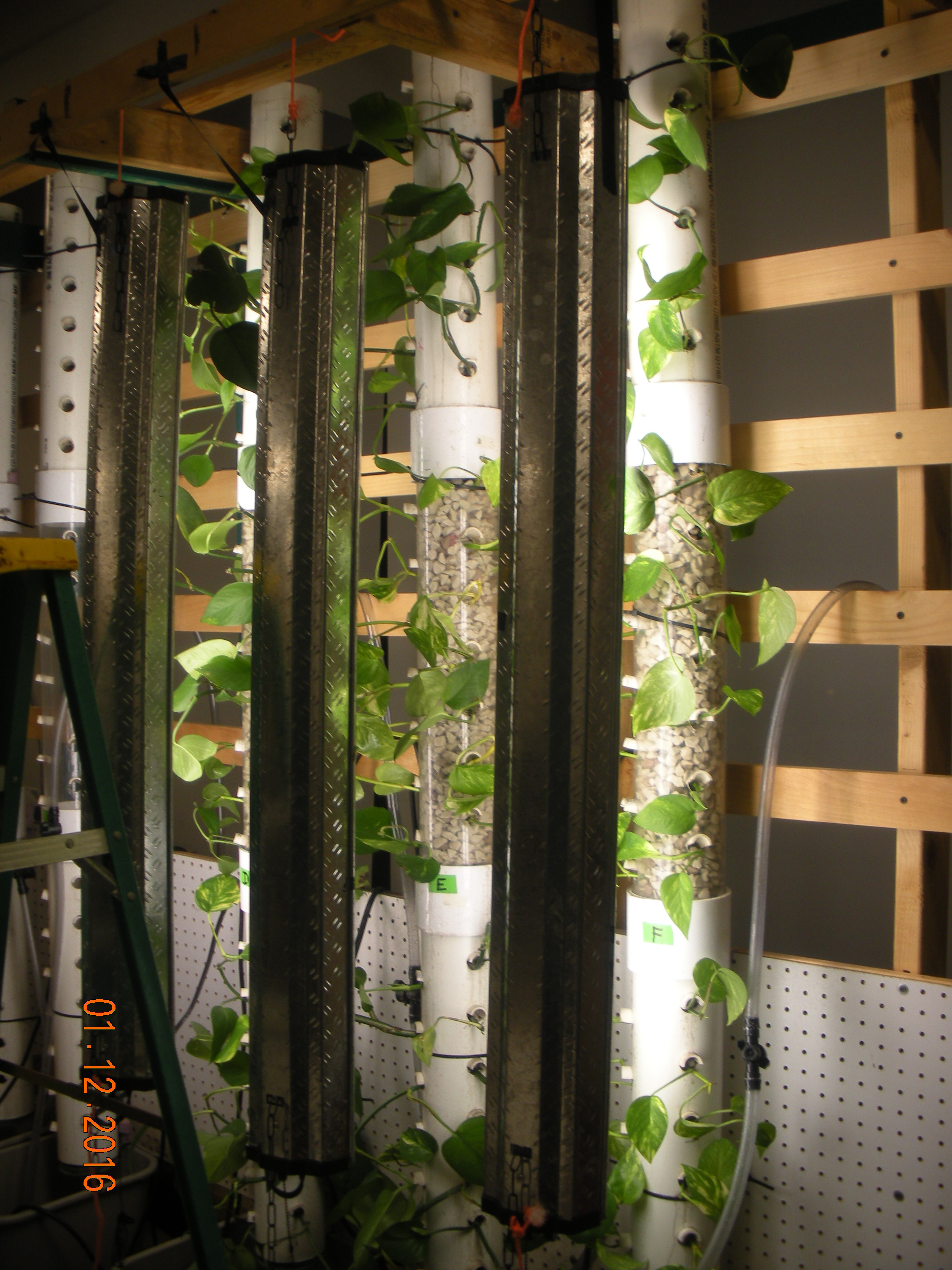 Green wall of plants