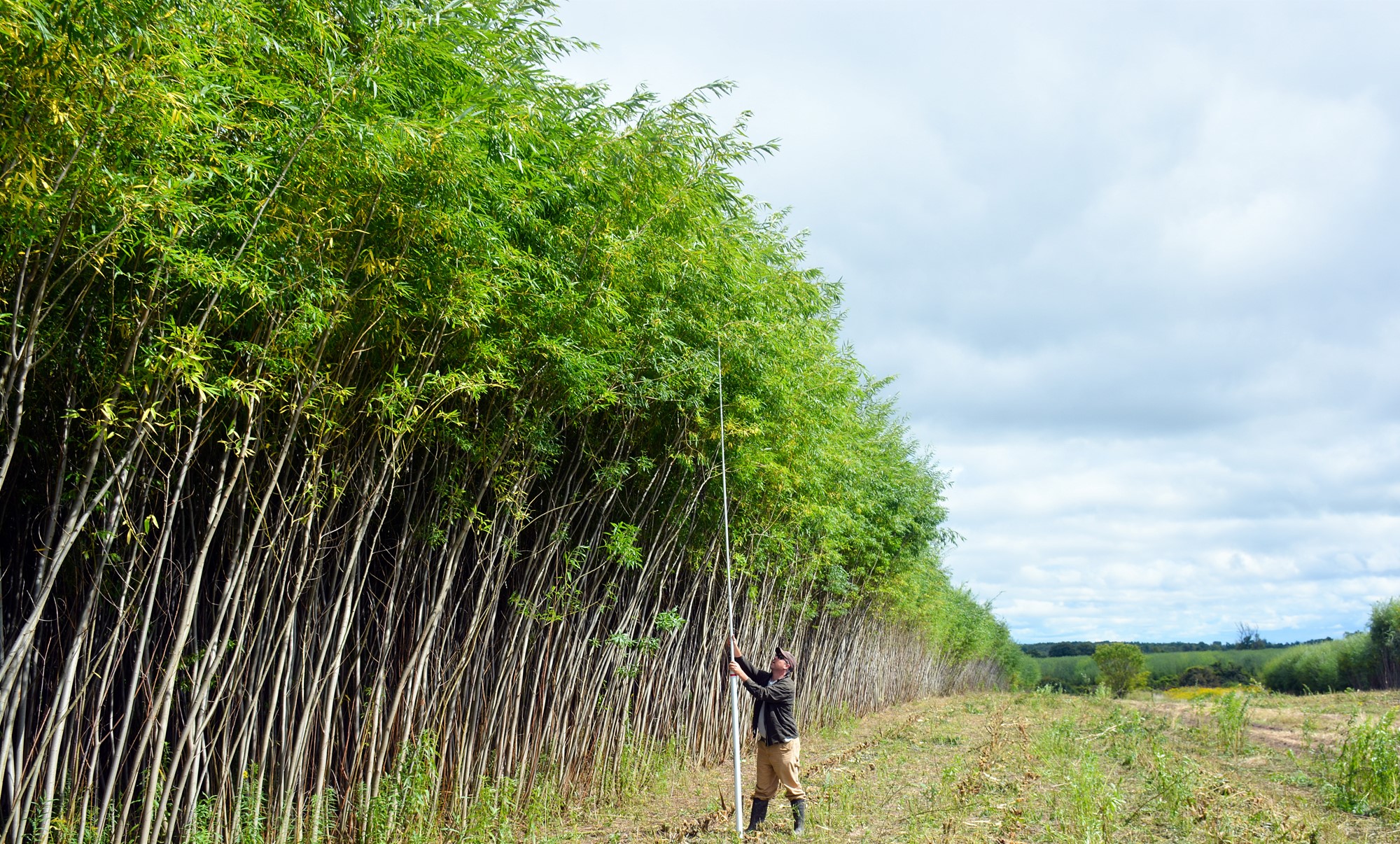 A researcher measures shrub willow to see if it's ready to be harvested for biomass.