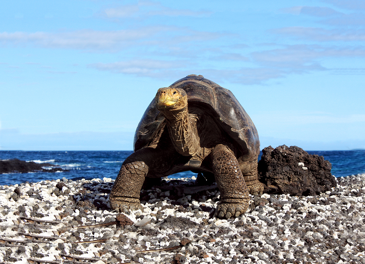 A tortoise pauses on a gravel beach in the Galapagos Archipelago
