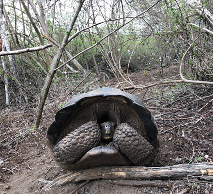 Tortoise