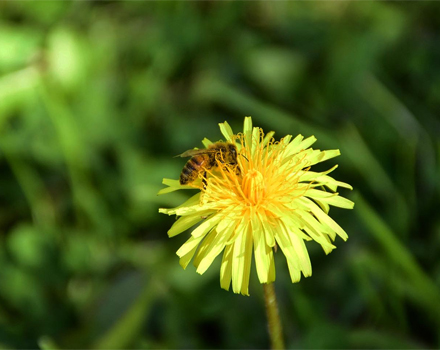 Western Honey Bee