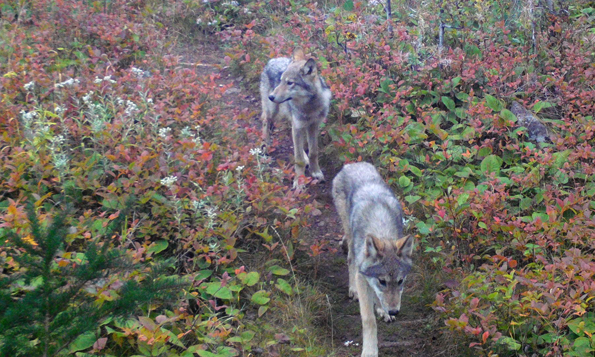 Wolves at Isle Royale National Park
