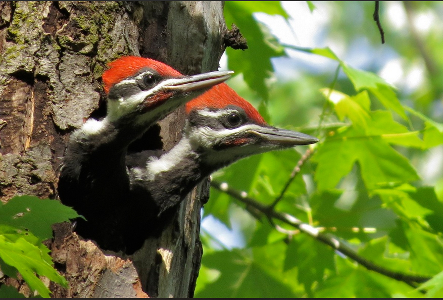 Pileated woodpecker checks peek out of their nest hole