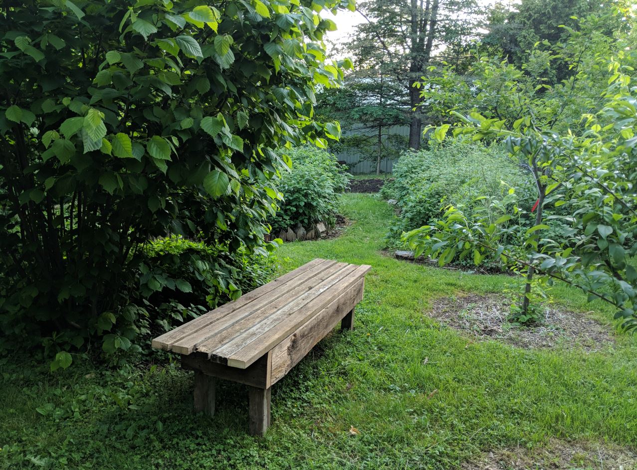 bench in lush forest garden