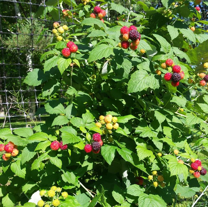 fruit in ESF's forest garden