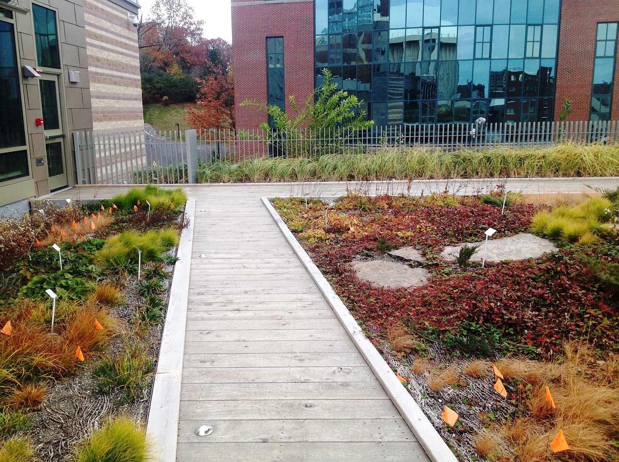 Image depicts early stages of green roof growth. Mixture of plants, featuring a variety of colors, interspersed with research flags