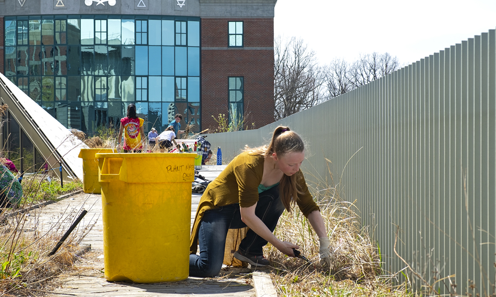 greenroof cleanup