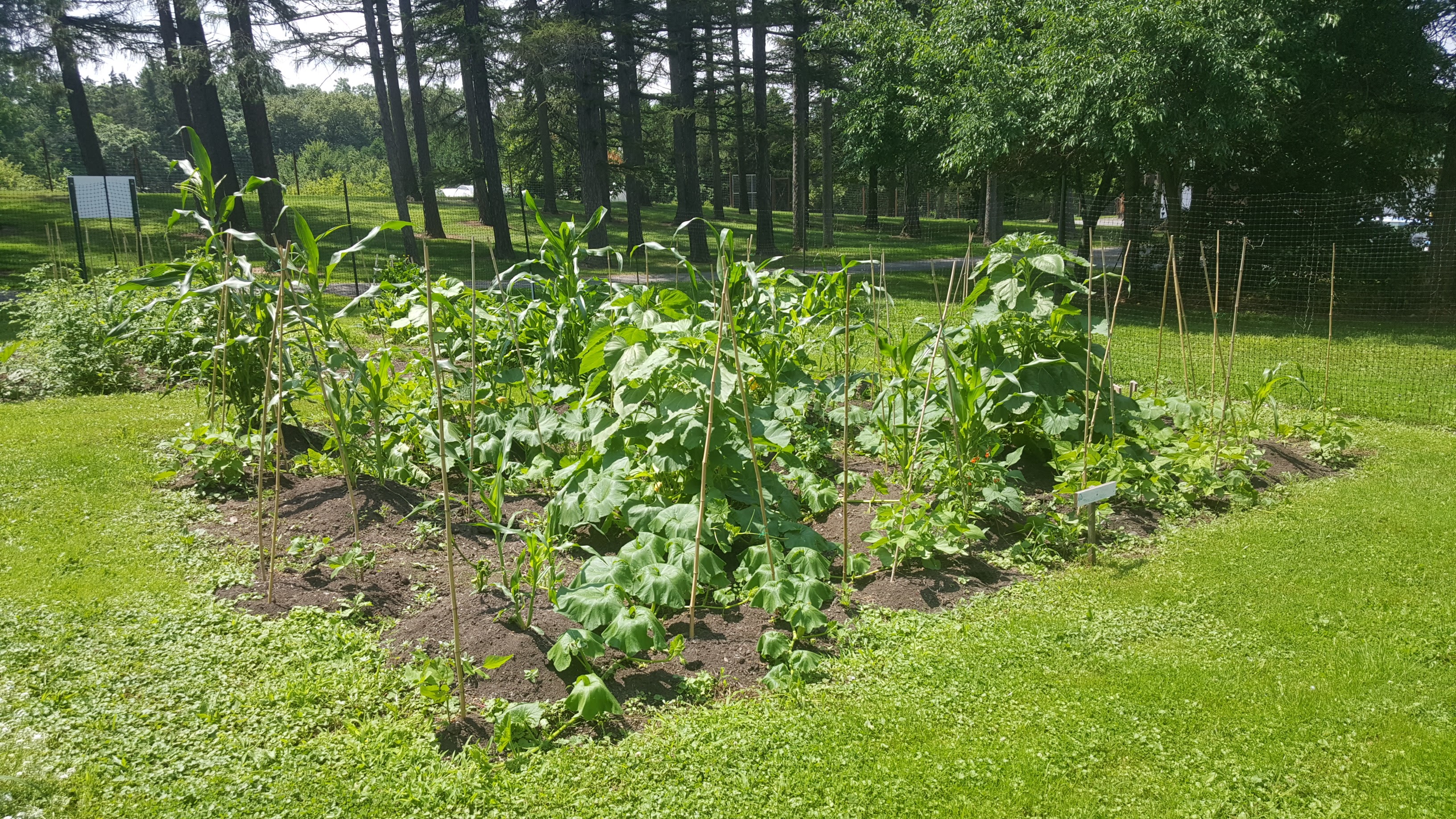 garden bed