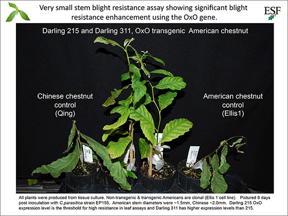 very small stem blight resistance assay shoiwng the significant blight resistance enhancement using the oxo gene 