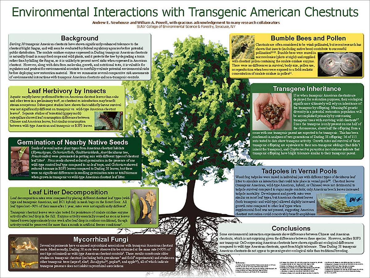 environmental interactions with transgenic american chestnuts
