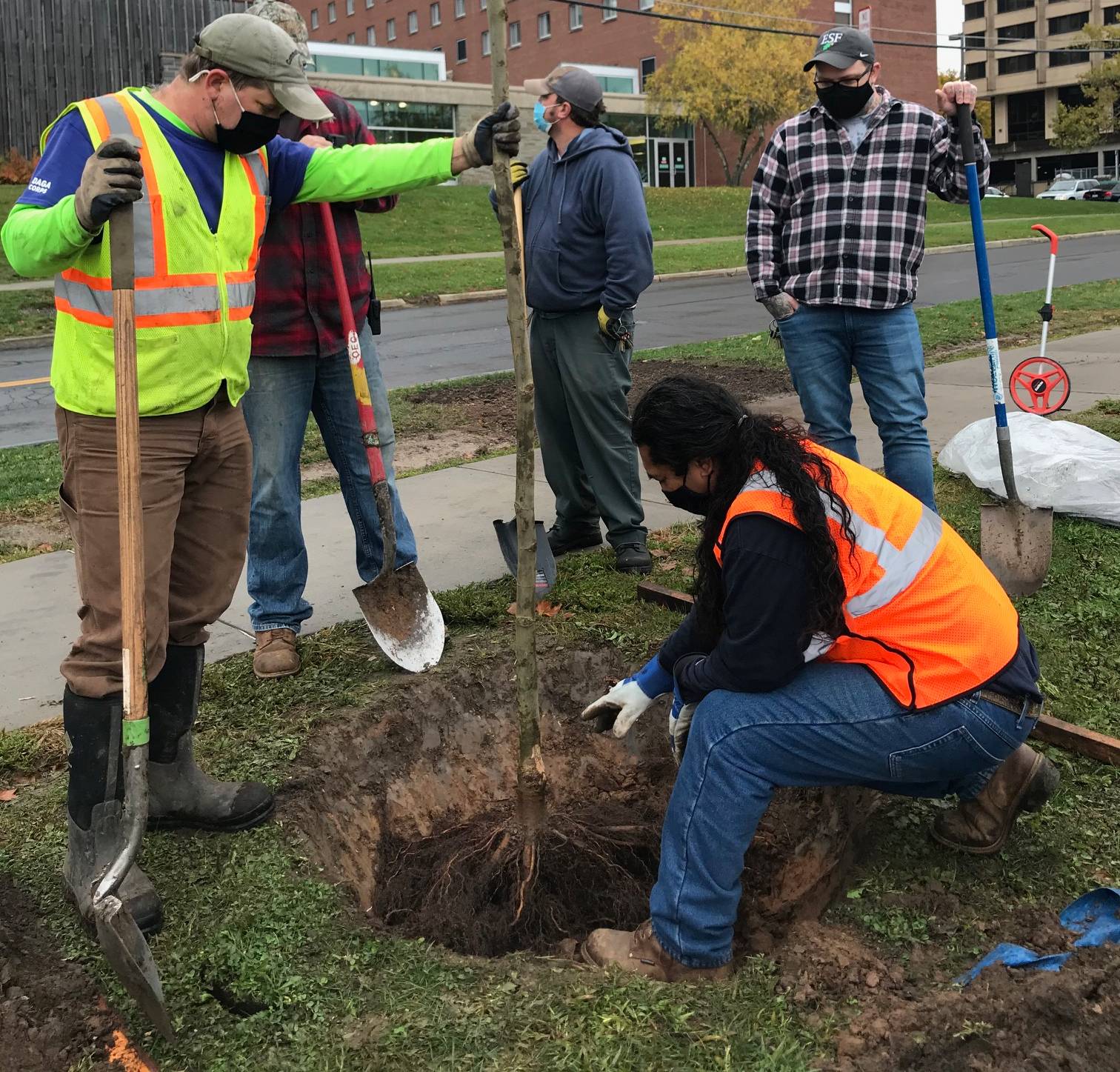 tree planting