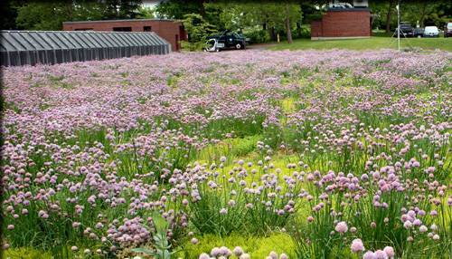 Flowering plants, purple in color, atop Walters Hall