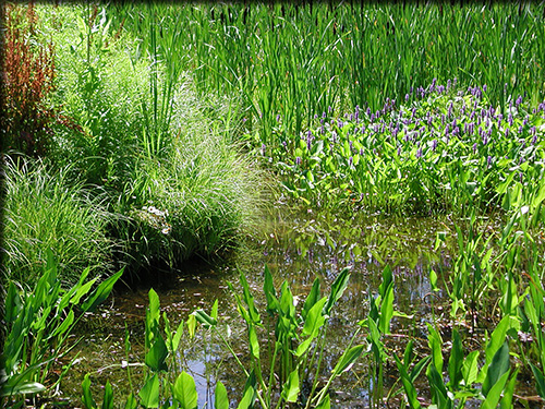 Wetlands