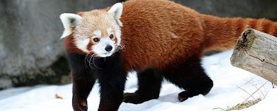 An animal at the Rosamond GIfford Zoo