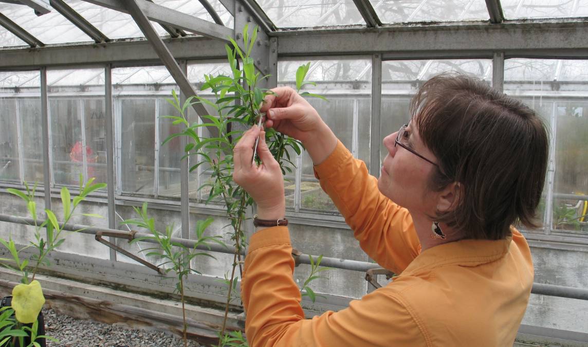Photo of Researcher in Lab