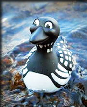 luna loon. A black and white rubber loon