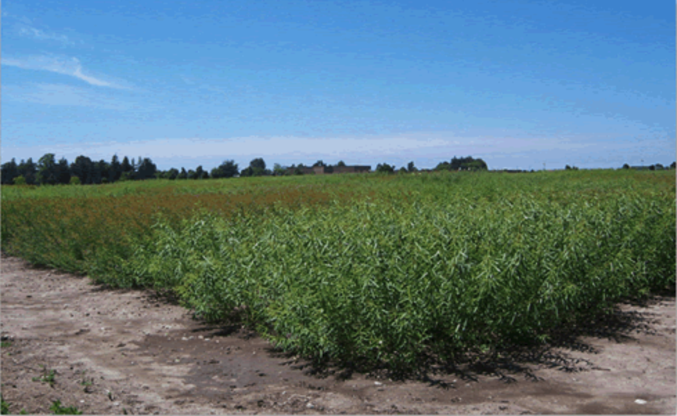 field with crops