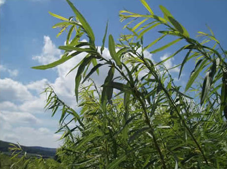 Corn field